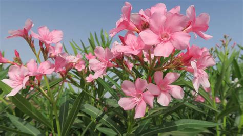 Pruning oleander: How to do it right - live-native.com