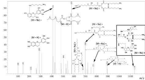 Esi Ms Spectra Of The Tannin Epoxidized Soybean Oil Hexanediamine Teh