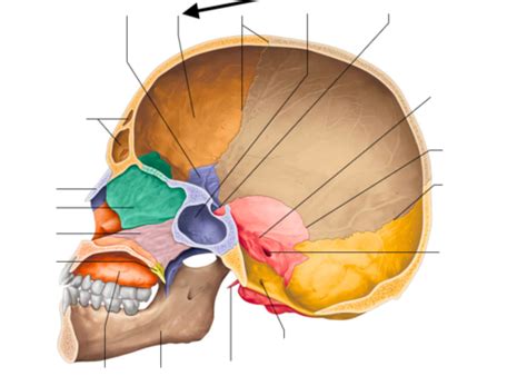 Sagittal View Of Skull Flashcards Quizlet