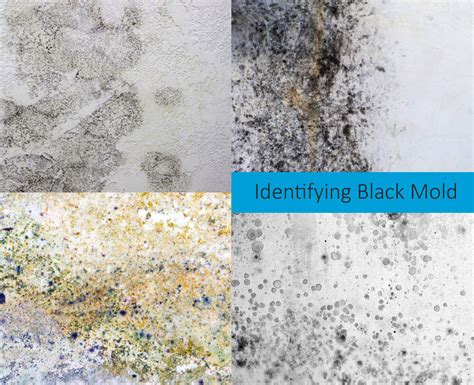 What Does Black Mold Look Like? With Pics