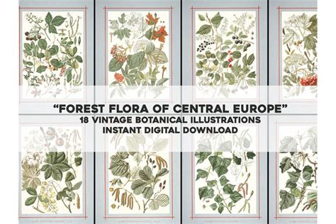 forest flora botanical high res restored images bundle