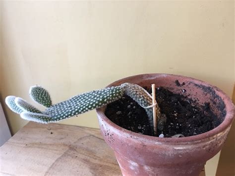 Why Is My Cactus Leaning And Falling Over Reasons And Solutions