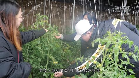 河北定兴：应对寒潮天气 稳住“菜篮子” 新华网河北频道 新华网