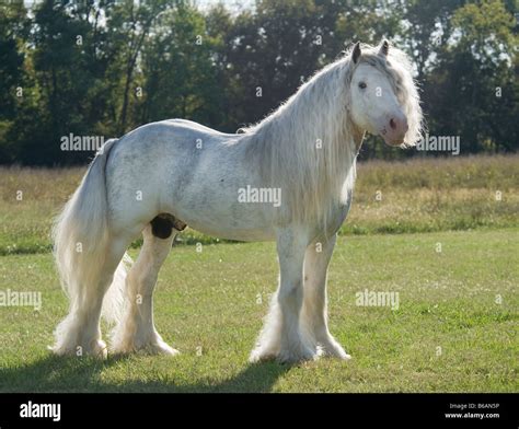 Gypsy Vanner Horse stallion Stock Photo - Alamy