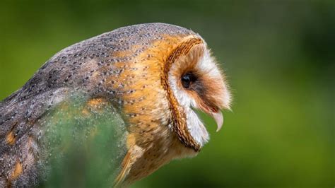 Types Of Owls In Oklahoma