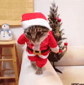 Cat Christmas GIFs | USAGIF.com