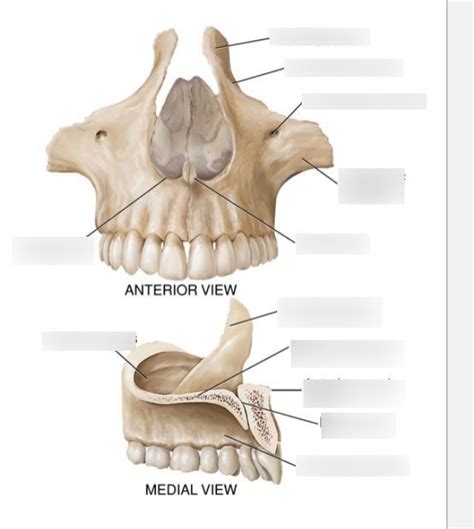 midterm  maxillary diagram quizlet
