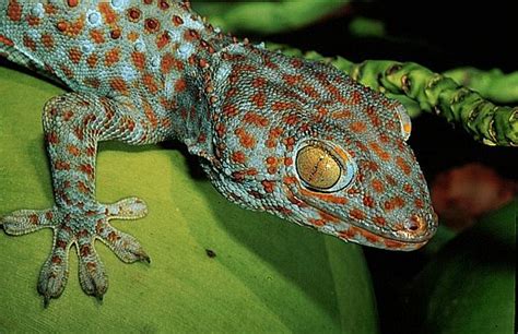 Tokay Gecko Gekko Gecko Mindanao Philippines