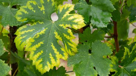 Iron Chlorosis Vs Nitrogen Deficiency Easy To Mistake In Lawns Lawnstar