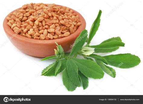 Fenugreek leaves with seeds Stock Photo by ©bdspn74 138594132