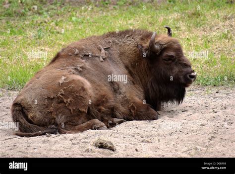 Wisent, European bison, Polska Stock Photo - Alamy