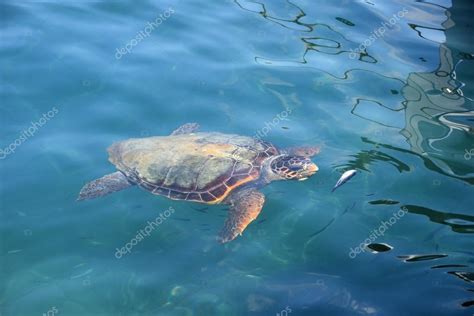 Caretta sea turtle Stock Photo by ©sirylok 80274756