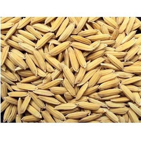 Dried Yellow Kaveri Ganga 501 Paddy Seeds Packaging Type Loose