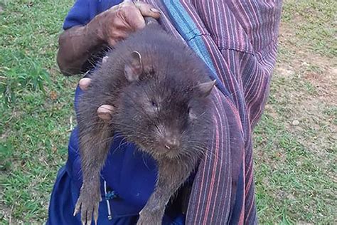 Jenis Tikus Raksasa Ini Masih Ada Dan Hidup Di Rimba Flores