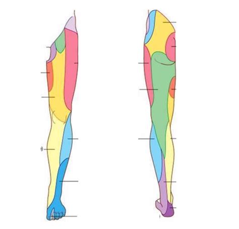 Cutaneous Innervation Of The Lower Limb Diagram Quizlet