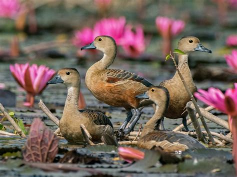 Lesser Whistling Duck Mytourguider