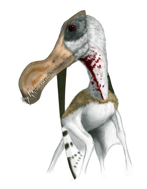 Pterosaur Photograph By Mark P Wittonscience Photo Library Pixels