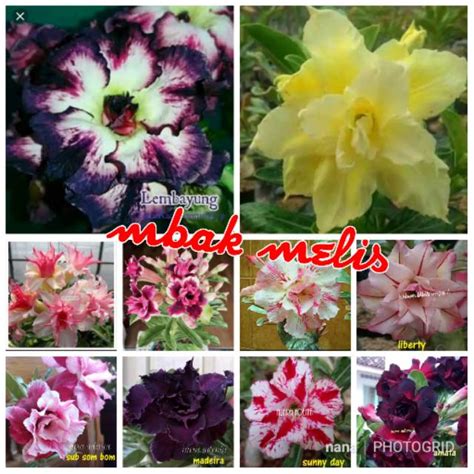 Jual Paket Batang Bibit Bunga Kamboja Jepang Adenium Triple Warna