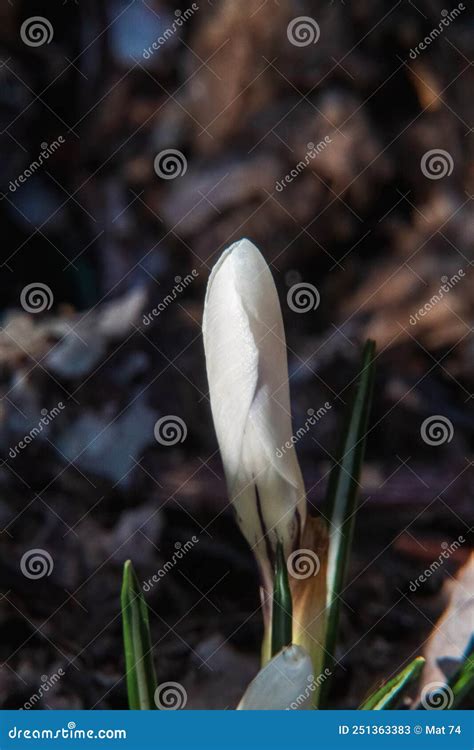 White Crocus Flower in the Garden Stock Image - Image of beautiful ...