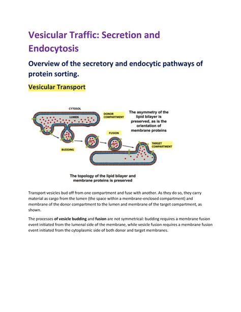 Vesicular Transport Vesicular Traffic Secretion And Endocytosis