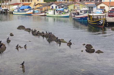 FLORIANOPOLIS BRAZIL JANUARY 22 2023 Houses Birds And Rocks On