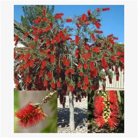 Melaleuca Viminalis Weeping Bottlebrush Outdoor Plant Halaplantsae