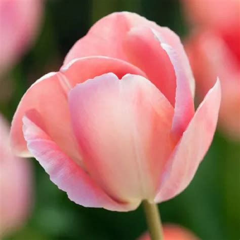 Tulip Salmon Van Eijk Pack Of 12 Bulbs