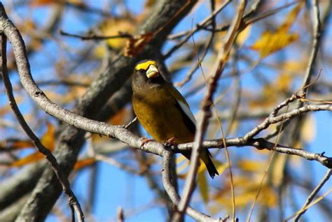 Male Evening Grosbeak by boogster11 on DeviantArt