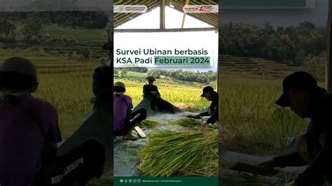 Survei Ubinan Berbasis KSA Padi Februari 2024 YouTube