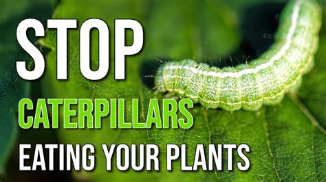 Easy Ways To Kill Caterpillars Organic 11 Tips To Killing Garden Pests And Insects Youtube