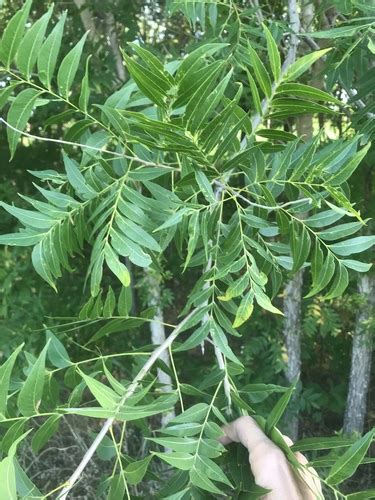 Western Soapberry Sapindus Drummondii INaturalist Canada