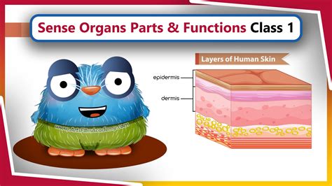 Sense Organs Important Parts and their functions for class grade 1 ...