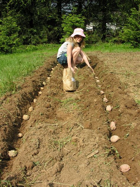 Girl In An Apron: Professional Potato Planting