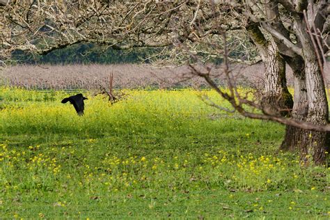 Skimming John Cambre Flickr