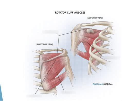 Muscles Of The Rotator Cuff Diagram Quizlet