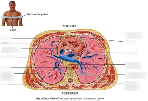 Thoracic Cavity Diagram Quizlet