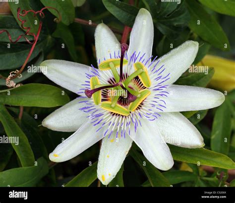 Passion Flower Close Up Passiflora Coerulea Stock Photo Alamy