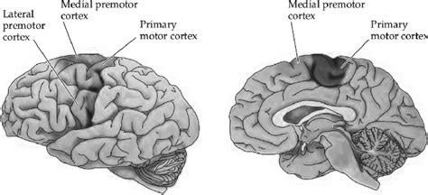 The primary motor cortex and the premotor area seen in lateral and ...