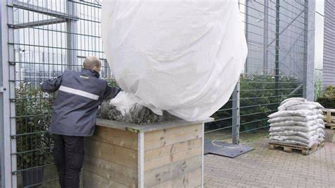 Olijfboom Inpakken En Beschermen Tegen Vorst Praxis