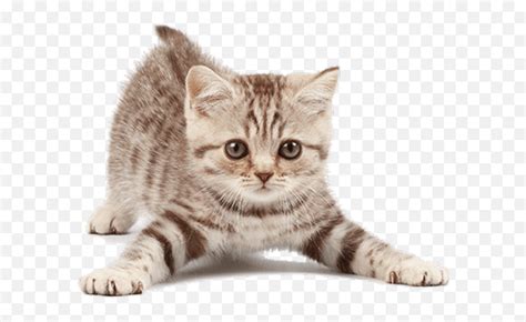 Cats Transparent Png Images Page2 Stickpng Free Png Image Cat With