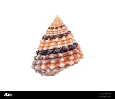 Tectarius Coronatus Shell O Beaded Winkle Seashell Imagen De Alta