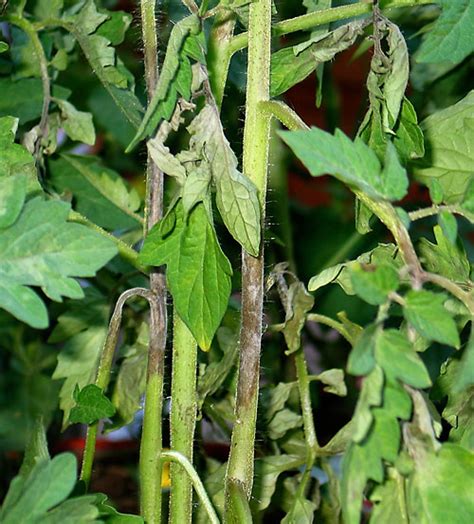 Late blight on tomatoes