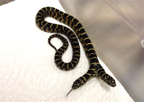 Two-headed Snakes! – Ultimate Exotics