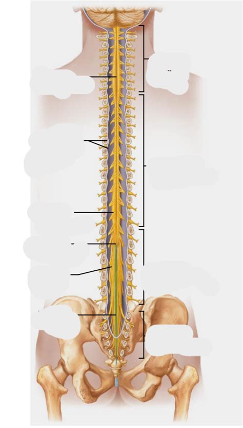 Spinal Cord Segments Diagram Quizlet