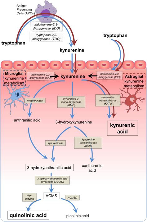 Frontiers An Integrated Cytokine And Kynurenine Network As The Basis