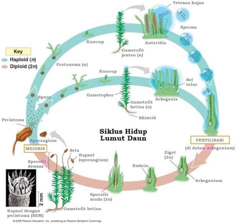 Gambarkan Siklus Hidup Tumbuhan Lumut Homecare
