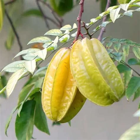 Do You Know About The Star Fruit Called Carambola 52 Off