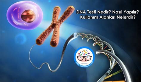 DNA Testi Nedir Nasıl Yapılır Kullanım Alanları Nelerdir