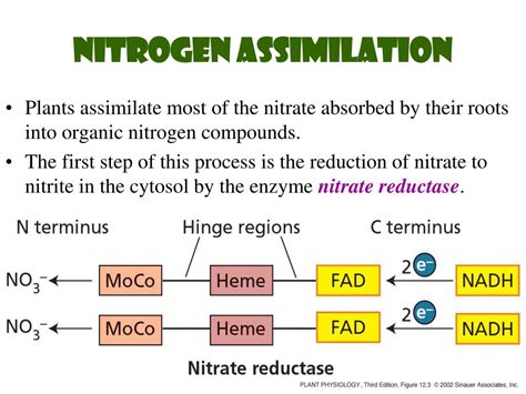 Ppt Plant Physiology Powerpoint Presentation Free Download Id 4451973