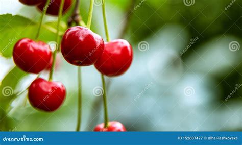 Close Up Of Few Red Cherries Growing On Tree Branch Stock Image Image